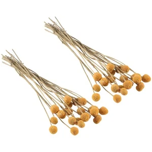 40 StüCk Getrocknete Craspedia Blumen Getrocknete Taste BäLle Blumen,2368 - Bild 1 von 8