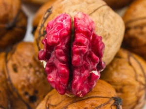 rare : RED WALNUT- 20seeds ready- for planting - Picture 1 of 2