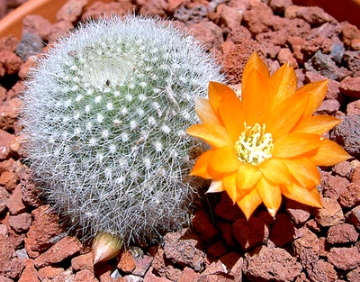 Rebutia Fiebrigii, Blooming Cactus, Ornamental Succulent Live Plant 3" Pot - Image 1 of 4