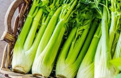 Celery Seeds , Utah Tall Celery Seeds ,"COOL BEANS N SPROUTS" Brand. Home Garde