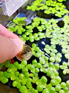 300+ GIANT Duckweed Mix HIGH GRADE! Grown Indoors, Parasite FREE Guarantee! - Picture 1 of 5
