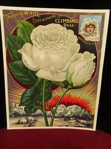 Interior home decoration White Climbing Rose flower catalog poster 8x10 - Picture 1 of 2