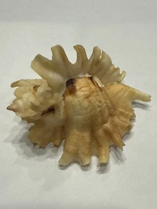 Ceratostoma burnetti F+++ 94.00 mm Puson Harbour Korea 4/87 - Picture 1 of 4