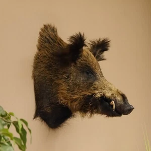 Jabalí Cuña Europea Sus scrofa Cuña Cabeza H 55cm Cabeza Trofeo 34.1.65 - Imagen 1 de 10