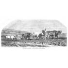 FRANCE Ploughing in Auvergne - Antique Print 1856
