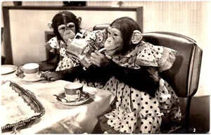 Brooke Bond's TV Commercial Chimpanzees PG Tips Tea Party  Cute Message Postcard - Picture 1 of 2