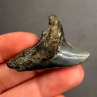 Rare Giant Thresher Shark Tooth Fossil Sharks South Carolina Mako Fossils
