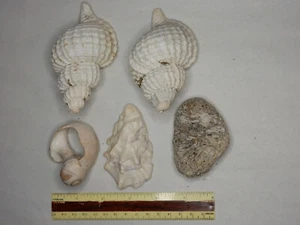 Collection of Miscellanous Shells/Coral_Gathered in the 1970's_Kwajalein Atoll - Picture 1 of 3