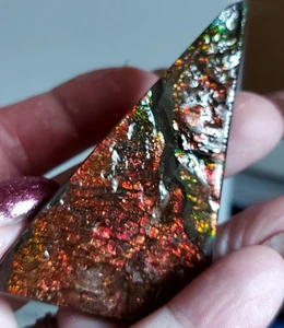 Ammolite Ammonite tabletop Display Piece 76x35x14.4mm 18684 - Picture 1 of 6