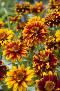Zinnia seeds,  0,3g zinnia Mexican OLD MEXICO seeds,heirloom organic-627+TRACK № - Picture 1 of 2