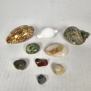 9 conchas marinas y piedras pulidas - Caracola decorativa surtida para acuario Cypraea - Imagen 1 de 19