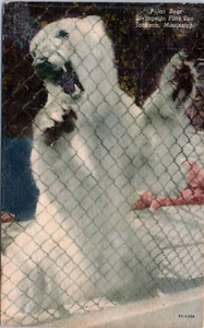 Jackson, MS - Polar Bear Livingston Park Zoo Linen Postcard Unposted - Picture 1 of 2