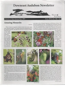Downeast Audubon Newsletter Frühjahr 2016 Maine Audubon erstaunliche Monarchen - Bild 1 von 1