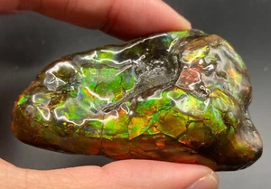 Amolita fósil de 7 cm con marca de mordedura de mosasaurio - amonita, Alberta, Canadá. - Imagen 1 de 7