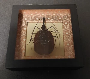 Histoire naturelle entomologie cadre carabe violon mormolyce phyllodes - Picture 1 of 4