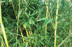 50+Golden Bamboo Seeds Yellow Crookstem Bamoo Home Decoration Cold Hardiness USA - Picture 1 of 3