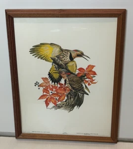 Vintage 70s Framed Roger Tory Peterson Art Flicker Bird Woodpecker Print 14x11 - Picture 1 of 7