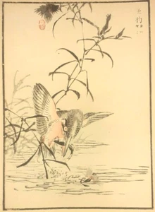 BAIREI KINGFISHER FISH PRINT Of a 1880s JAPANESE WOODBLOCK Woodcut Bird Print - Picture 1 of 2