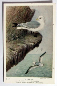 Postcard - KITTIWAKE, British Museum, H. Gronvold (AN4-3) - Picture 1 of 2
