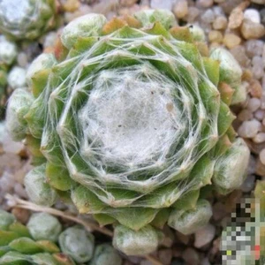 Sempervivum kramer's 🏵️one head 3cm Cutting, Limited one buy Only Succulent - Picture 1 of 2