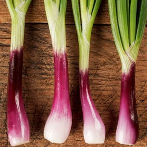 50 Winter Hardy Bunching Red Welsh Onion Seeds UK Perennial Yearlong Herb Allium - Picture 1 of 3