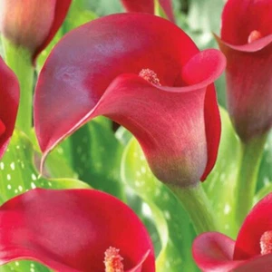 🌺🌺 Red Calla Lily Flowers Zantedeschia Aethiopica Plant Bonsai Seed FS07-10 - Picture 1 of 4