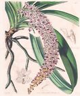 Saccolabium Guttatum East-Indies Orchidee orchid botany engraving Curtis 4108