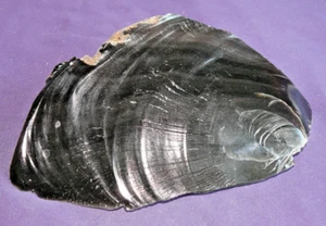 Obsidian, schwarz, Rohstein, Heilstein 480,1g 173x103x34mm - Bild 1 von 7