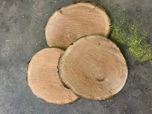 3 Baumscheiben, Holzscheibe, 30 x 3 cm,Roteiche - Bild 1 von 1