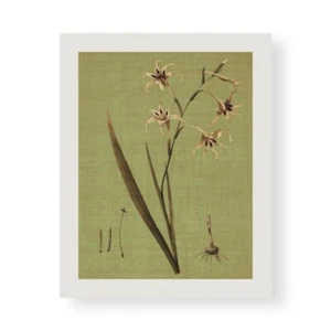 Stampa su Tela su Carta Poster o Quadro Seba John Botanica Verde IV - Imagen 1 de 2