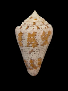 Shell CONUS CEDONULLI SP. Grenadinen 49,0mm - Bild 1 von 5