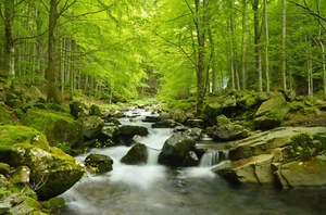Fototapete VLIES-WALD-(060S)-Bäume Bach Lichtung Landschaft Fluss Steine Natur - Bild 1 von 1