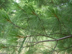 white pine needle tea 1/2 pound fresh harvest - Picture 1 of 4
