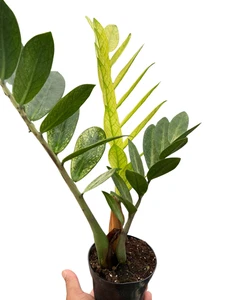Zamioculcas 'Chamäleon' - Bild 1 von 4