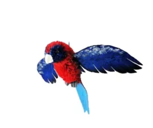 CRIMSON ROSELLA Australian Bird Ornament with Wings Decoration Natural Bristlebr - Bild 1 von 4