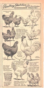 Vintage 1940er Geflügel Skizzen von Louis Paul Graham Magazin Ziehen eingekreuzt - Bild 1 von 1
