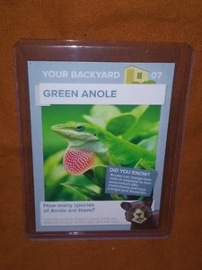 Winn Dixie GO WILD Trading Card Green Anole - Picture 1 of 1