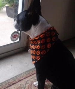 Bandana para perro Buster marrón, Halloween, linternas Jack-0, S, M, L, XL - Imagen 1 de 1