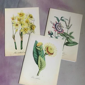 Sierra Club planta vintage ~ 3 tarjetas ~ interior en blanco - Imagen 1 de 4