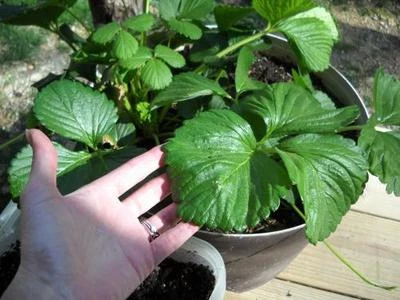 MATURE FRUITING SIZE Giant Egg Strawberry PLANT Senga Gigana ORGANIC Non-GMO - Image 1 of 3