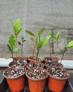 1 Laurus nobilis - Bay Laurel Bay Live Plant  - Picture 1 of 5