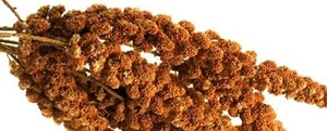 Weiß-Premium rote KOLBENHIRSE 2 x 1 kg ROT Qualität handverlesen aus Frankreich - Bild 1 von 1