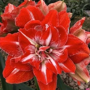 Pretty Imported Amaryllis Lily Double Flower Bulbs Pack of 2 Bulbs - Bild 1 von 4