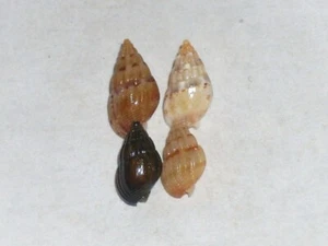 TRITIA CUVIERII COLOUR COLLECTION - Picture 1 of 1