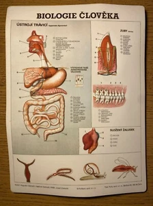 HUMANBIOLOGIE Vintage anatomischer Kunststoff 3D Poster Anatomie Klasse medizinisch - Bild 1 von 3