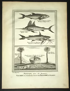 Fine Natural History Engraving Fish Histoire Generale des Voyages 1748 - Picture 1 of 2