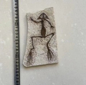 Unique Real Frog Fossil Rare Chinese Best Triassic Keichousaurus Toad Collection - Picture 1 of 3
