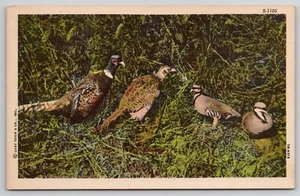 S-1105 C. T. WILDLIFE SCENES - Curteich Chicago - Unposted POSTCARD - Picture 1 of 2
