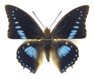 Unmounted Butterfly/Nymphalidae - Charaxes imperialis albipuncta, male, CAR - Picture 1 of 2