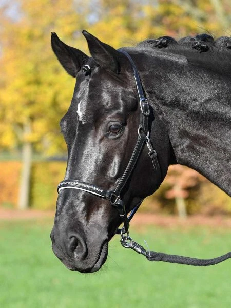 BUSSE Lederhalfter COLOUR-WAVE - schwarz/Kristall     Gr. Mini Shetty - Bild 1 von 1